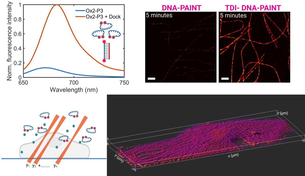 🚨New preprint: “Two-dye imager (TDI)-DNA-PAINT allows up to 15-fold faster imaging at higher resolution and whole cell imaging in 4 hours.”

▶️Link: biorxiv.org/content/10.110…