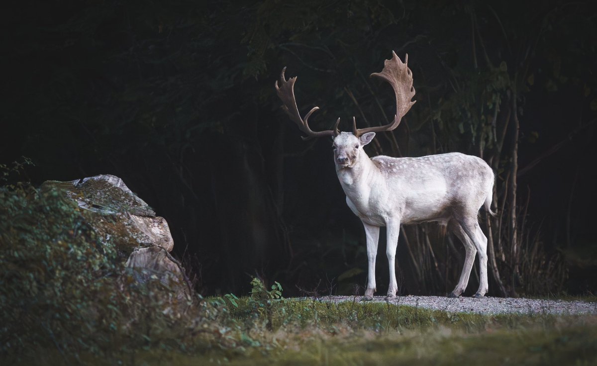 JosieNelder's tweet photo. Expecto Patronum 🪄 Beautiful white stag at @KneppWilding last week

@WildlifeMag @Natures_Voice @BBCSpringwatch https://t.co/lCDeMHHkzx