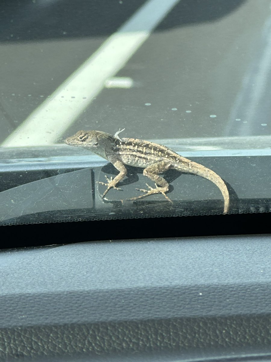 TurdMother's tweet photo. Trying to drive and I have to put up with this disrespect. #YoureBlockingMyView #EveryoneIsACritic #OnlyInFlorida https://t.co/4xzQFoVaaw