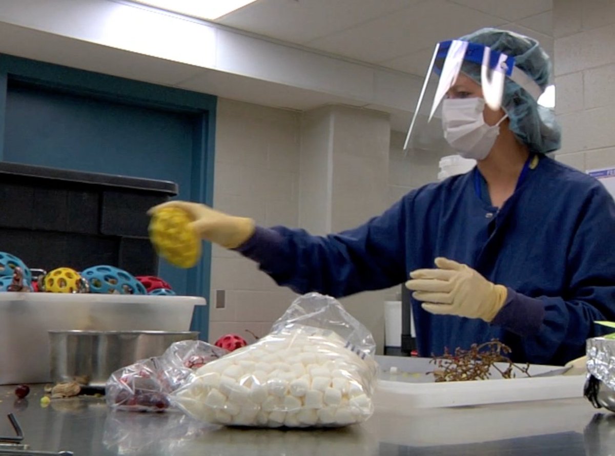 With National Veterinary Technician Week coming up Oct. 15-21, let's hear from some our dedicated animal care staff members at the WNPRC. Thanks for all you do for human and animal health! primate.wisc.edu/our-services/a…