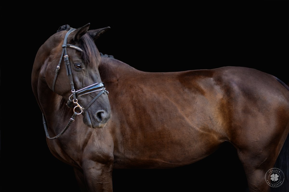 TruluckPhoto's tweet photo. Your horse is a work of art.  Let's turn that into reality!

https://t.co/egioeRJNCZ
kristina@truluckphoto.com https://t.co/GGOleU3md2