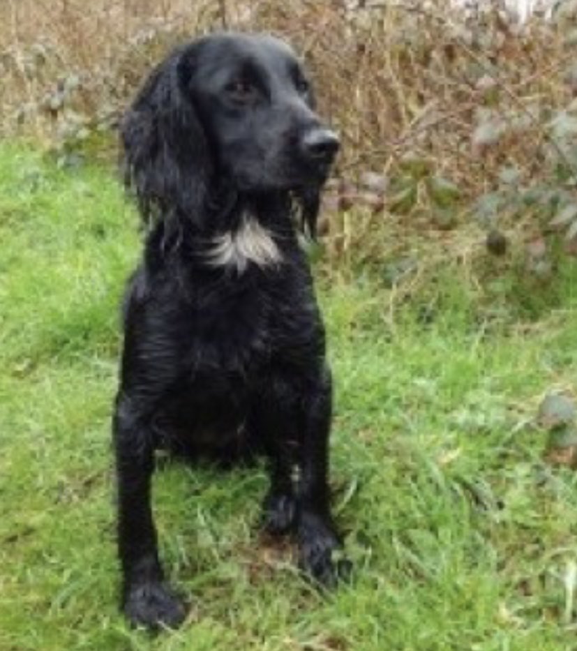 rosieDoc2's tweet image. #SpanielHour 

BILLY WAS STOLEN ⬇️ FIVE YEARS AGO 4/6/18 
#Lullington #Frome #Somerset 
#BA11 

TAKEN FROM VEHICLE WHILE OWNER PACKING UP FOR DAY 
GONE IN SECONDS 😡
LARGE REWARD IF HE IS BROUGHT BACK SAFE - NO COMEBACKS - just bring him home 

doglost.co.uk/dog-blog.php?d…
