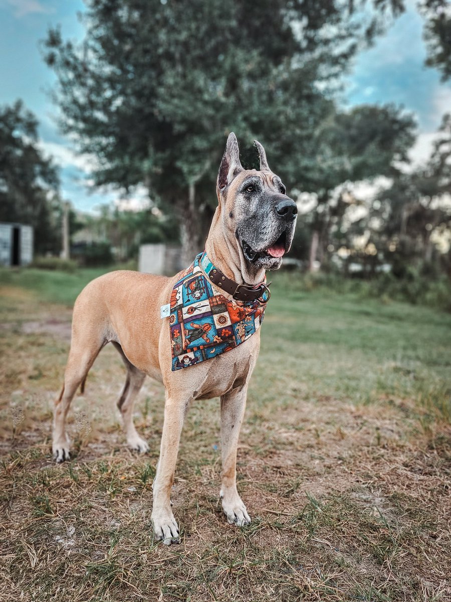 FergusGreatDane's tweet image. If you&apos;ve got it, haunt it 🎃 Momma&apos;s getting weird again. I&apos;m seeing her put costumes together.  So, here we go... watch for the crazy &amp;amp; #spooktacular to start up. ~Ripley 🧡🐾
#octoberfun #wednesday #fallfeels #hauntforyou 
🔸️
#RipleyTheFawnGreatDane #greatdane #dogsoftwitter