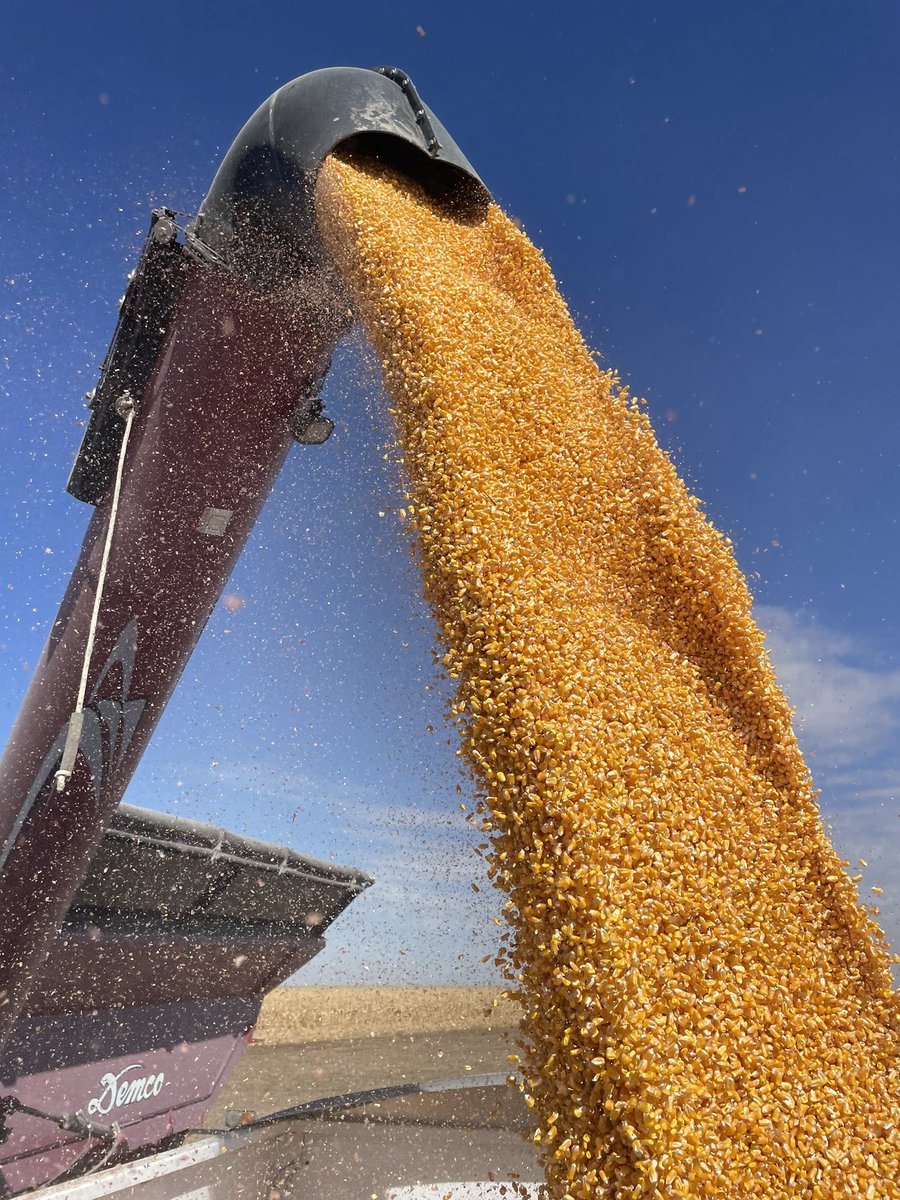 ronrob84's tweet image. Plot season is report card time!!!
Turns out….@ChannelSeed got all A’s!

201-07SSPRIB 🥇 
203-83STXRIB 🥈
205-63STXRIB 🥉

Thanks for working with us @BGERK19. 

#channelingup #harvest23 
#corn #Colorado