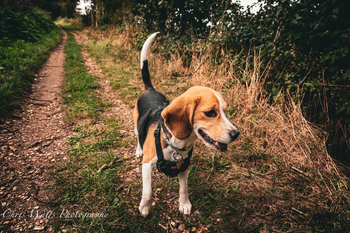 Chrisphotos19's tweet photo. #sony #sonyrx10iv #sonyphotography #dog #animal #4leggedfriend #dogs #dogsofinstagram #photo #manbestfriend #animals #lightroom #beagle #photography #photographer #animallovers #picture #doglover #lightroom https://t.co/TydaDvMJbk