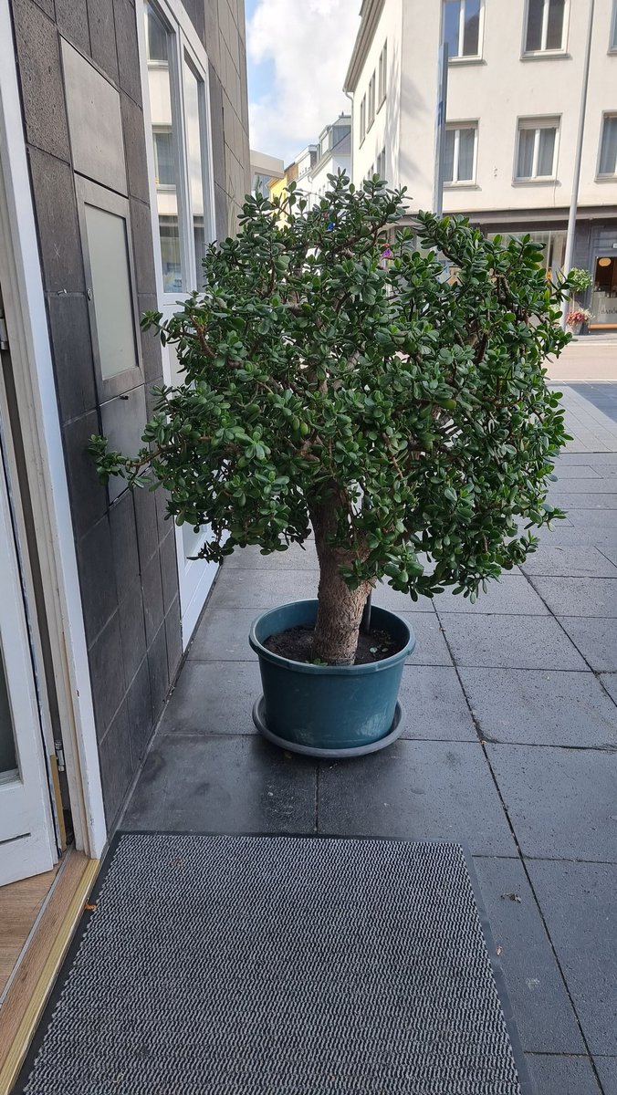 Spotted in Trier