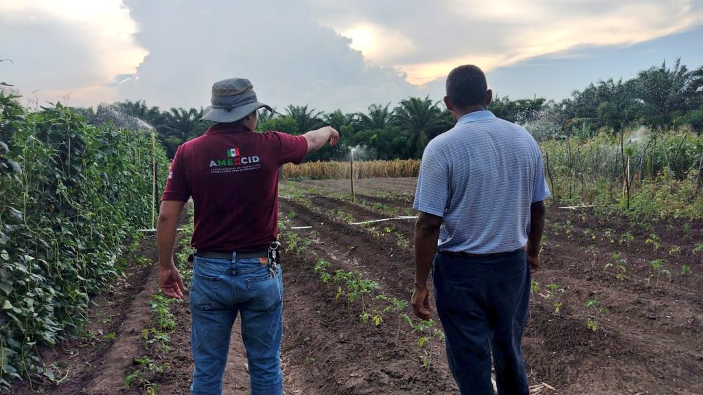 La elaboración y uso de bioinsumos producidos en las biofábricas del proyecto, coadyuva a las buenas prácticas agrícolas 🌱 a la vez de mejorar la calidad de las producciones de las y los beneficiarios 👩🏽‍🌾🧑🏽‍🌾 de #SembrandoVida en #Honduras 🇲🇽🤝🇭🇳