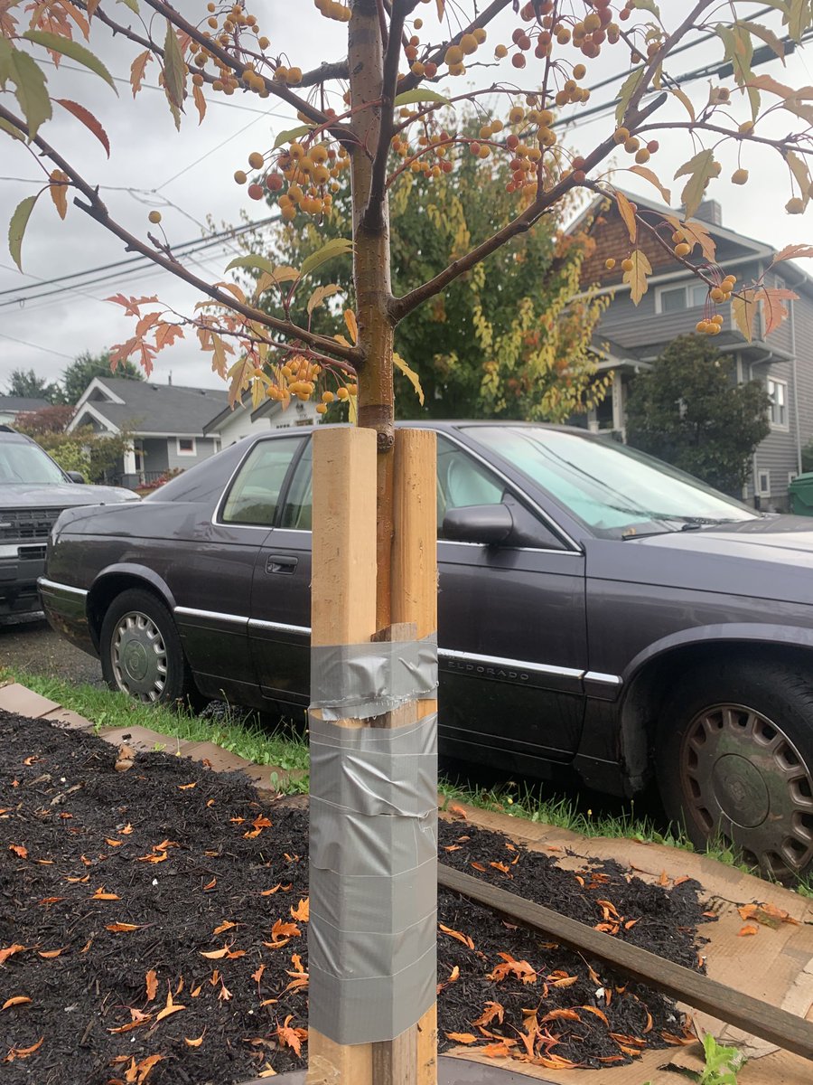 Last night a “brave” person cut down a crab apple tree planted to provide street shade in our changing climate. My neighbor and I splinted it. I’ve done this to bones many times but trees are a first. Anyone have advice?