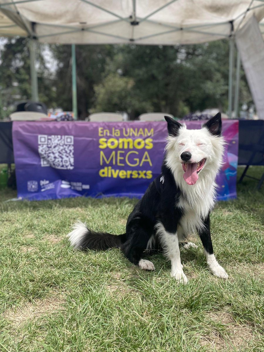 IgualdadUnam's tweet photo. 💜🐶Hoy en la Jornada Prevención de Salud Mental y Cultura de la Paz, Delta, uno de los peludos de búsqueda y rescate de la #DGAPSU visitó el Stand de #IgualdadUNAM.

📍Ven por tu kit a las #IslasdeCU.
📸: Michelle Ortiz

#CuidarConstruyeIgualdad #OctubreMesdelosCuidados https://t.co/Vk8ijy55t0