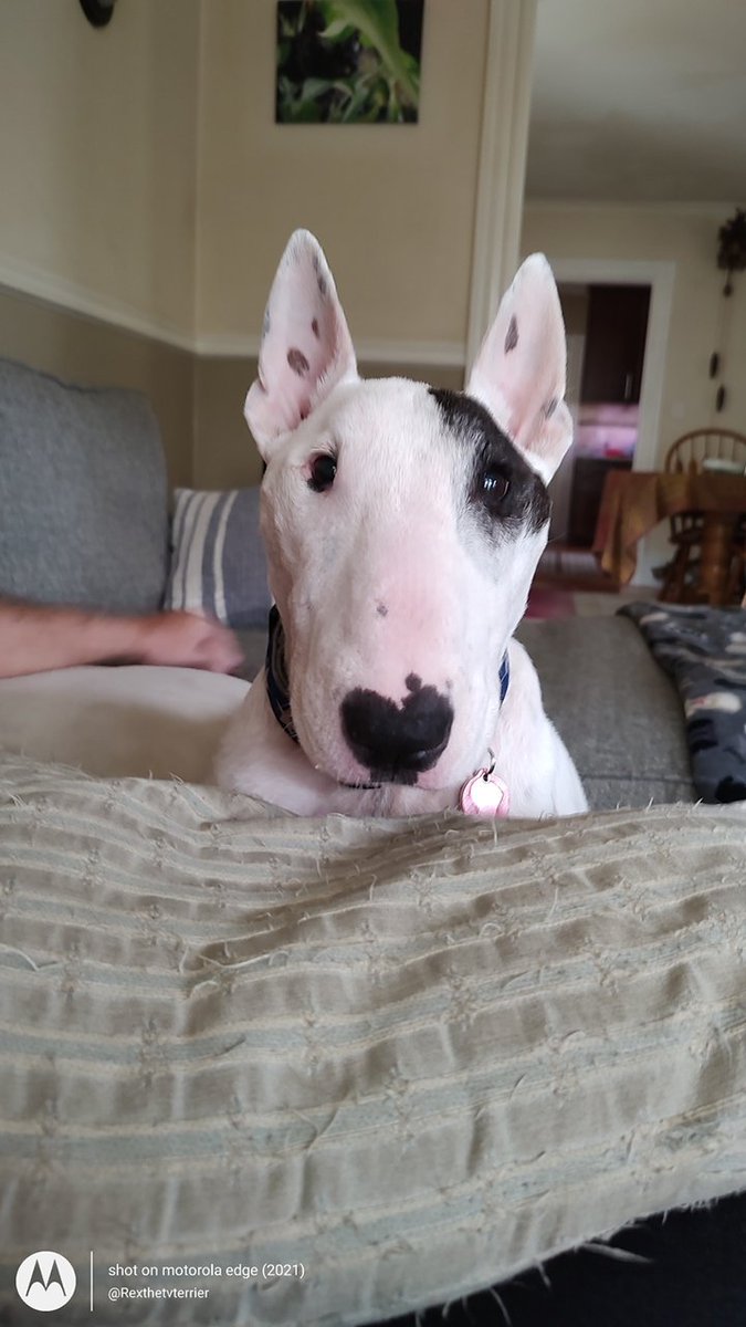 So once again, Twitter has done some sort of purge and I lost 1,000 followers overnight.  If you are following me, please check and see if you are still following.  That's what happened last time.  And please re-tweet
#dogs #dogsoftwitter