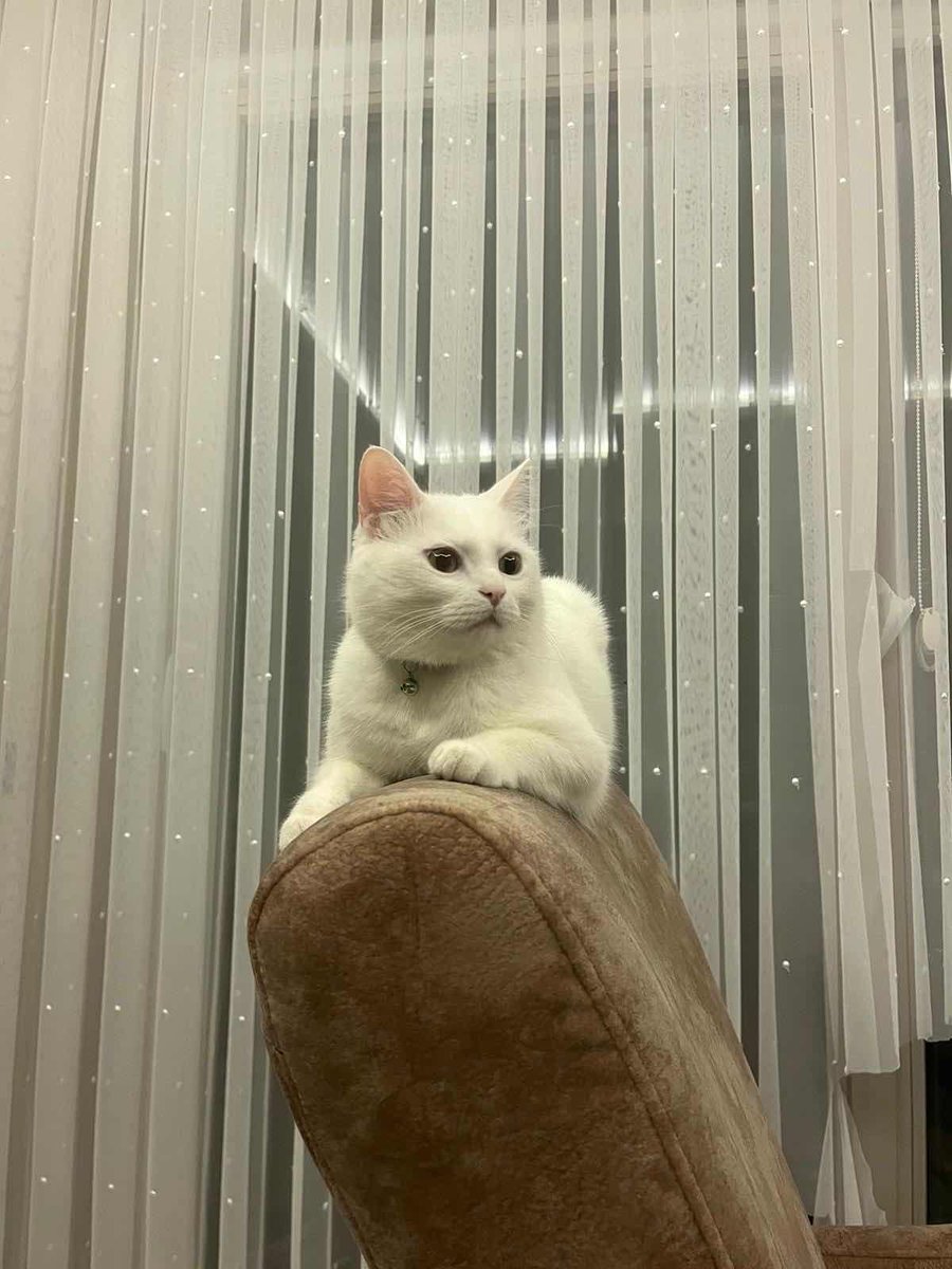 Kayıp İlanı! 
Kedim Miço Kayboldu
Ekleyen: Simge Koç
Ankara - Çankaya - Ahlatlıbel
kayiphayvanlar.com/detail/174
#kayıp #kedi #köpek #kayıphayvan #kayıphayvanlar #ankara