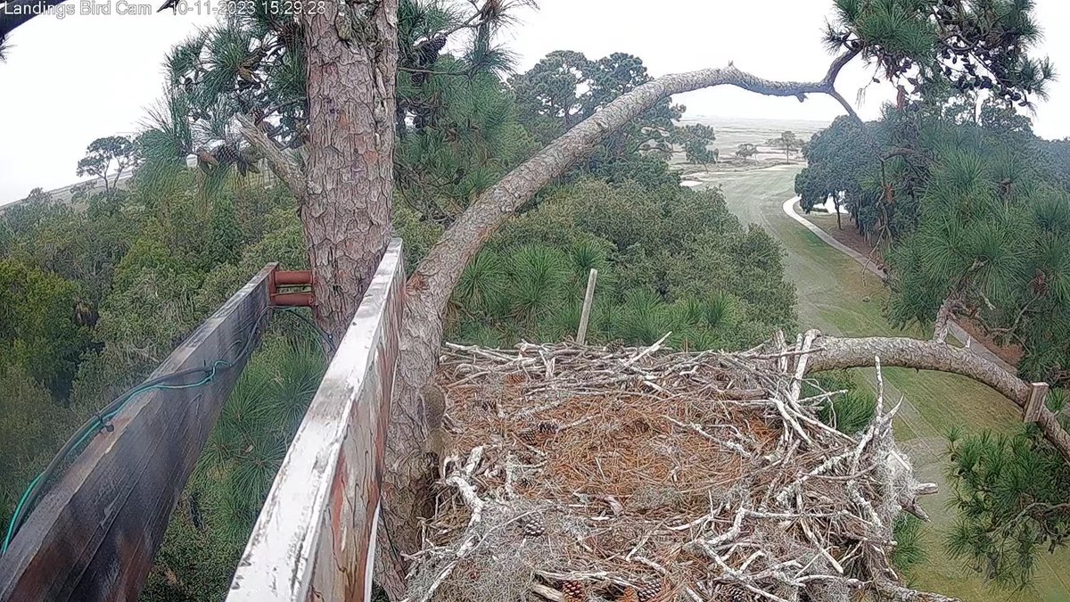 15:29, 10/11   Savannah nest quiz.....can you spot the squirrel....??!!