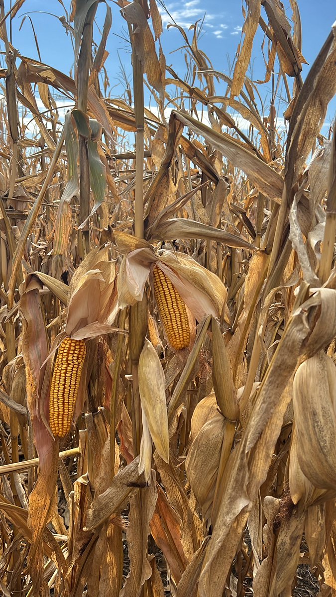DynaGro 54VC34 awaiting harvest near Kearney NE.  <a href="/nutrien_Nebr/">Nutrien Ag Solutions Nebraska Division</a>