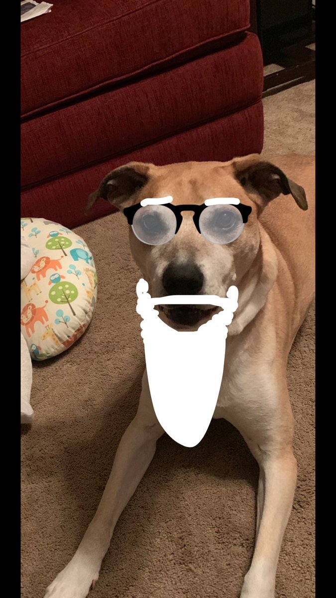 bayouthedog's tweet photo. An old wise man named Wise man Bayou once told me “it’s almost gameday”. #WOOOOOF https://t.co/9AdRuTVNL1