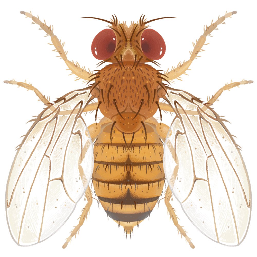 Day 11 - Drosophila melanogaster 🪰

<a href="/fossilforager/">Nicole 🪲</a> #Invertober2023

the one, the only, the absolute icon of molecular biology 🧬