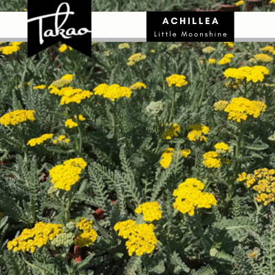 A more compact habit than Achillea 'Moonshine', making it a great option for containers or smaller spaces. A Must Have Perennials variety. #achillea #littlemoonshine #droughttolerantplants #waterwiseplants #pollinatorplants #TakaoNursery 
takaonursery.com/plant/achillea…