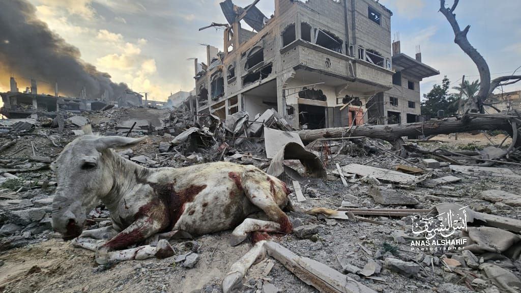 Gaza; October 11, 2023z