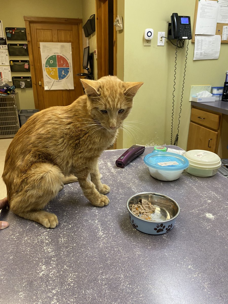 QueenElizabean's tweet photo. Pls send all of the healing vibes to this sweet boy!! He was surrendered to my job and is in pretty rough shape. He's the sweetest little baby I've met and we're rooting for him!! https://t.co/bn5lwe5IMh
