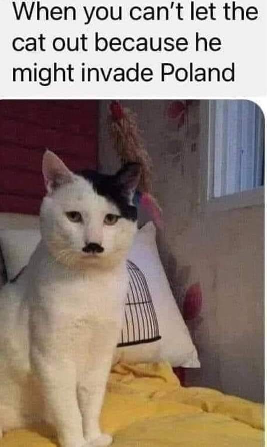 wilycyotee's tweet photo. @kchnwtch Very cute!
(But it does reminds me of this meme...)
😂🤣😂
#inneres #wagnertonight https://t.co/UWJnaUNNAW