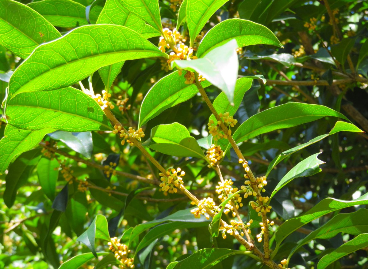 園内各所で、キンモクセイ(金木犀)のつぼみがほのかな香りを漂わせています。
今年は少し開花が遅めでしたが、もう間もなく一斉に咲き始めそうです。
花の開き具合や香りの変化を楽しみながら散策してみてくださいね。