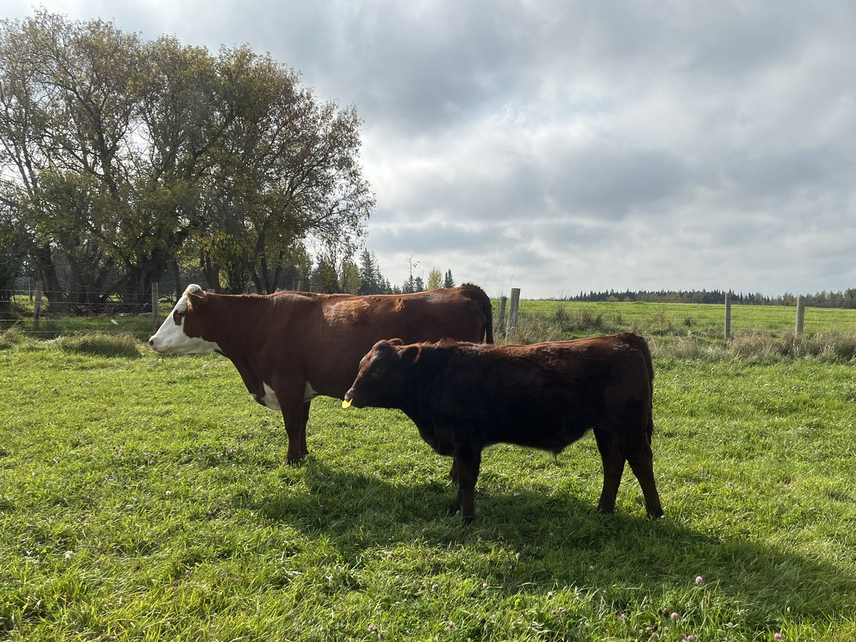 Stacey Angus tweet media