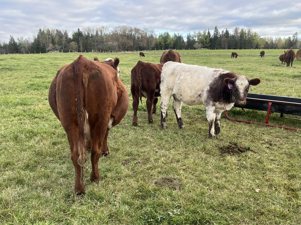 Stacey Angus tweet media