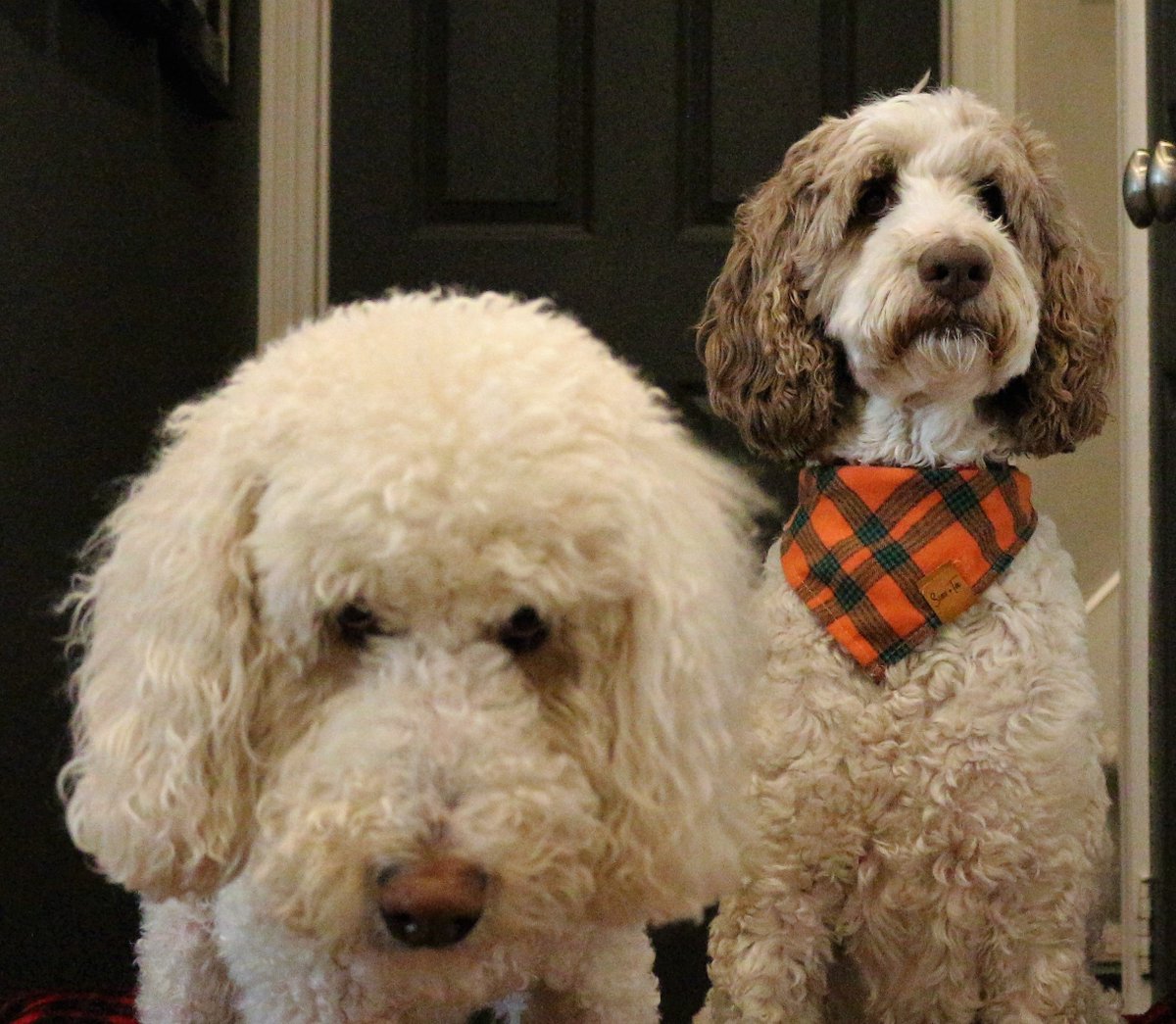 Nessa + Macie Doodle 🇨🇦 tweet media