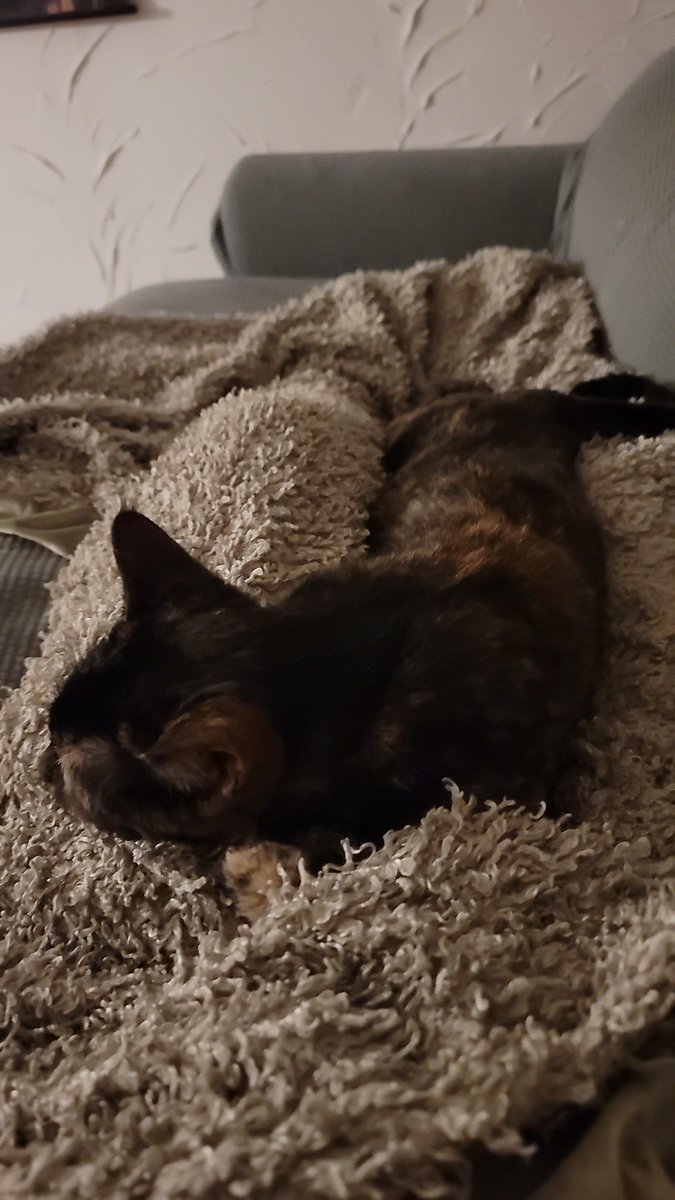 BiologyNStuff's tweet photo. Update.
She now sleeps on my lap.
Life is good. https://t.co/t0ryxYa5xc