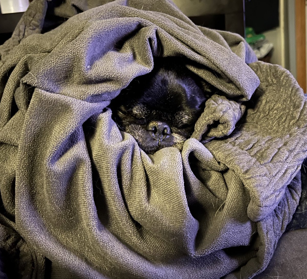 When you want to hang out with your dog but he wants nothing to do with you :( 

- stream tomorrow afternoon est with mic? 
Or Friday. 
Probably tomorrow cause I gotta make a phone call and don’t want to :)