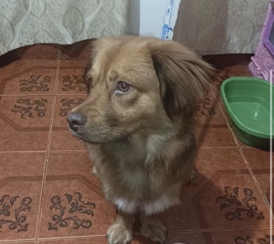 ticnt_'s tweet photo. Acaban de devolver a este perrito después de haberlo tenido durante 9 meses, lo adoptaron de bebé y dicen que ahora ya no puede.
El pequeño está muy triste y nuevamente en busca de familia, no hay donde tenerlo y el sábado se van y lo dejarán en la calle si no consigue

934943140 https://t.co/dDdiRhaPGq