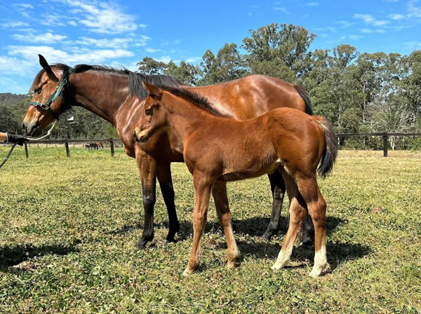 breednet's tweet photo. Prague can certainly leave a good type! check out his latest additions to Breednet Foal Gallery including a filly from G1 placed  G2 winner Invincible Gem https://t.co/X5Y10nZQla @kiaorastud https://t.co/dLht7jlSv1