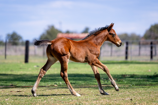 breednet's tweet photo. Prague can certainly leave a good type! check out his latest additions to Breednet Foal Gallery including a filly from G1 placed  G2 winner Invincible Gem https://t.co/X5Y10nZQla @kiaorastud https://t.co/dLht7jlSv1