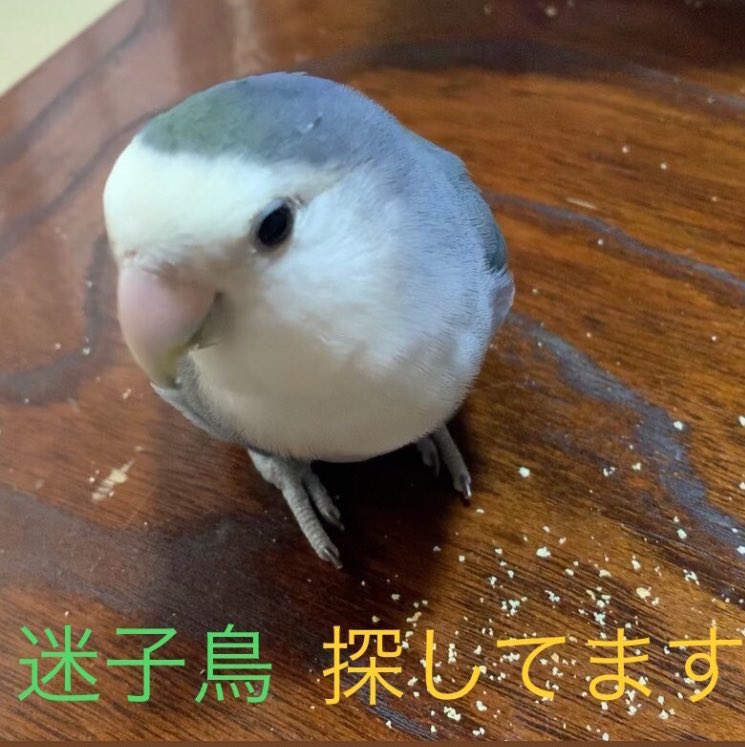 momocoto's tweet photo. ９月13日 #東大阪市 #足代新町 
#足代公園 付近のマンションで
#迷子のコザクラインコが目撃 されました

うちのサチに特徴が似ています

目撃、保護された方は、ご連絡お願いします🙏

#迷子鳥 #迷子インコ #迷子コザクラインコ #拡散希望 https://t.co/qoXCMamLk2