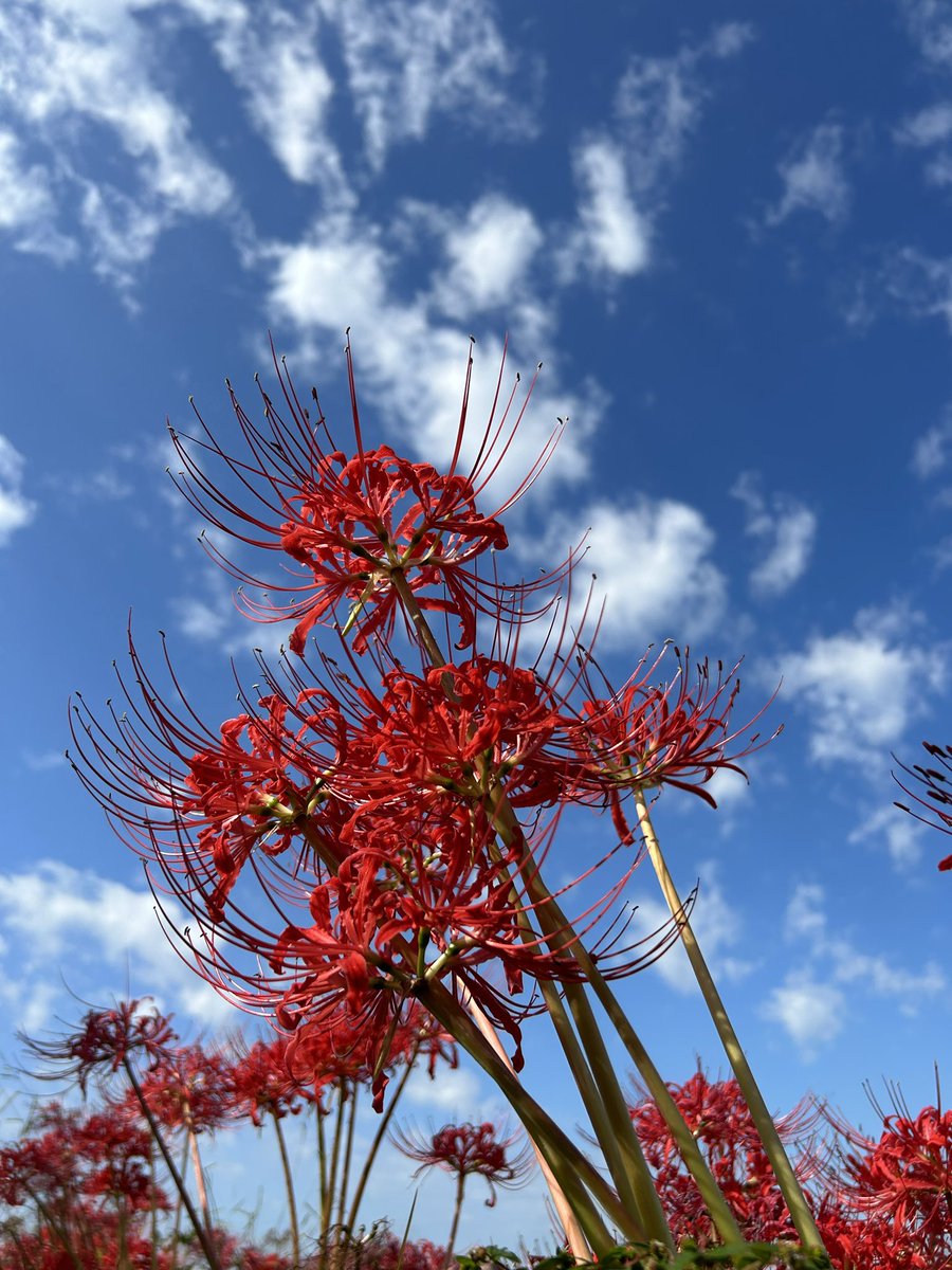 spider lily flower no humans sky cloud day field  illustration images