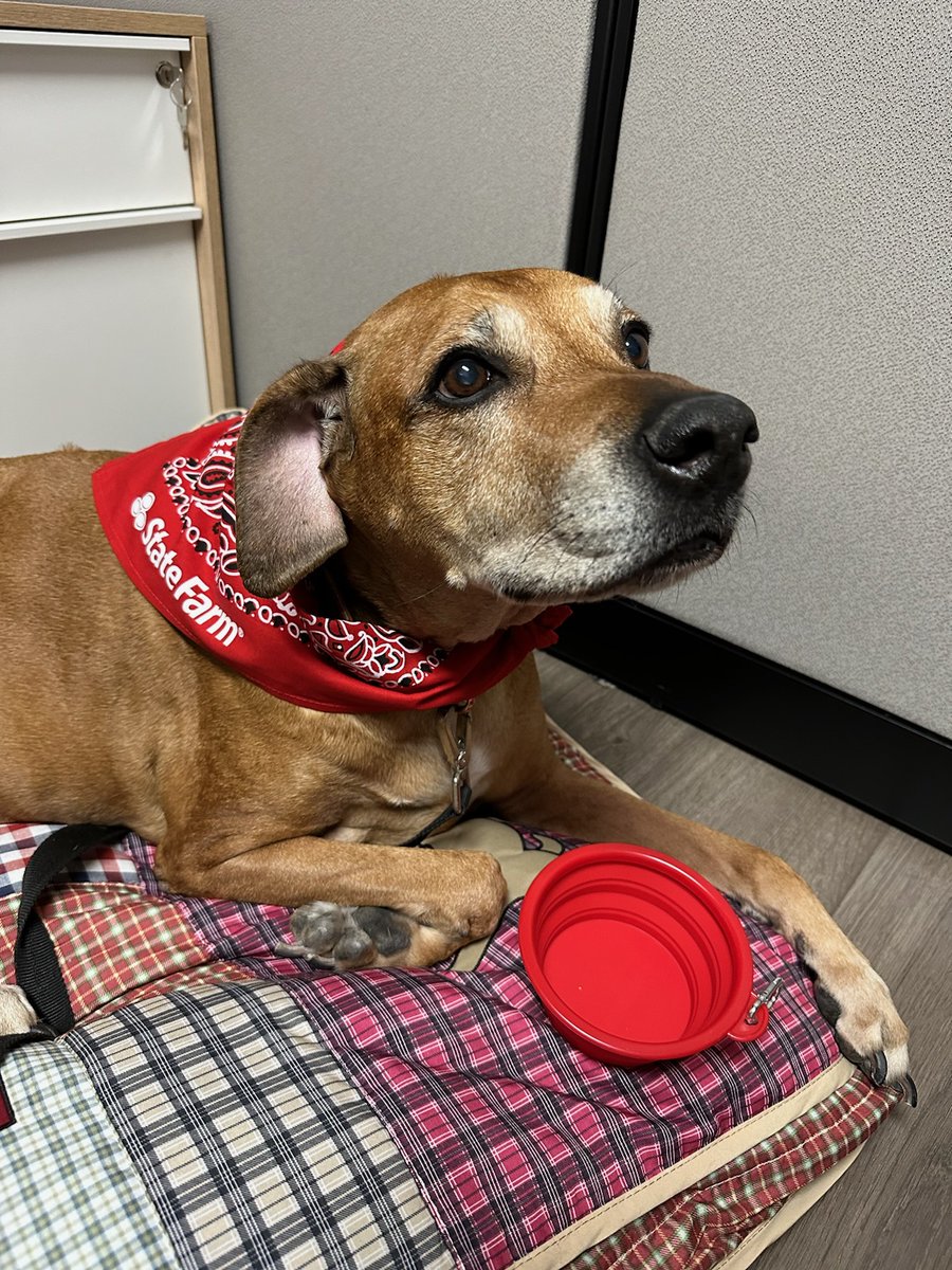 Our State Farm crew will be at the Walk for Whiskers in Dunedin this weekend. Stop on by, grab some swag and sign up for a quote. Every person who signs up for a quote, we will donate $10 to the Humane Society of Pinellas . Stop by Pioneer Park on Saturday from 2-6 pm!
