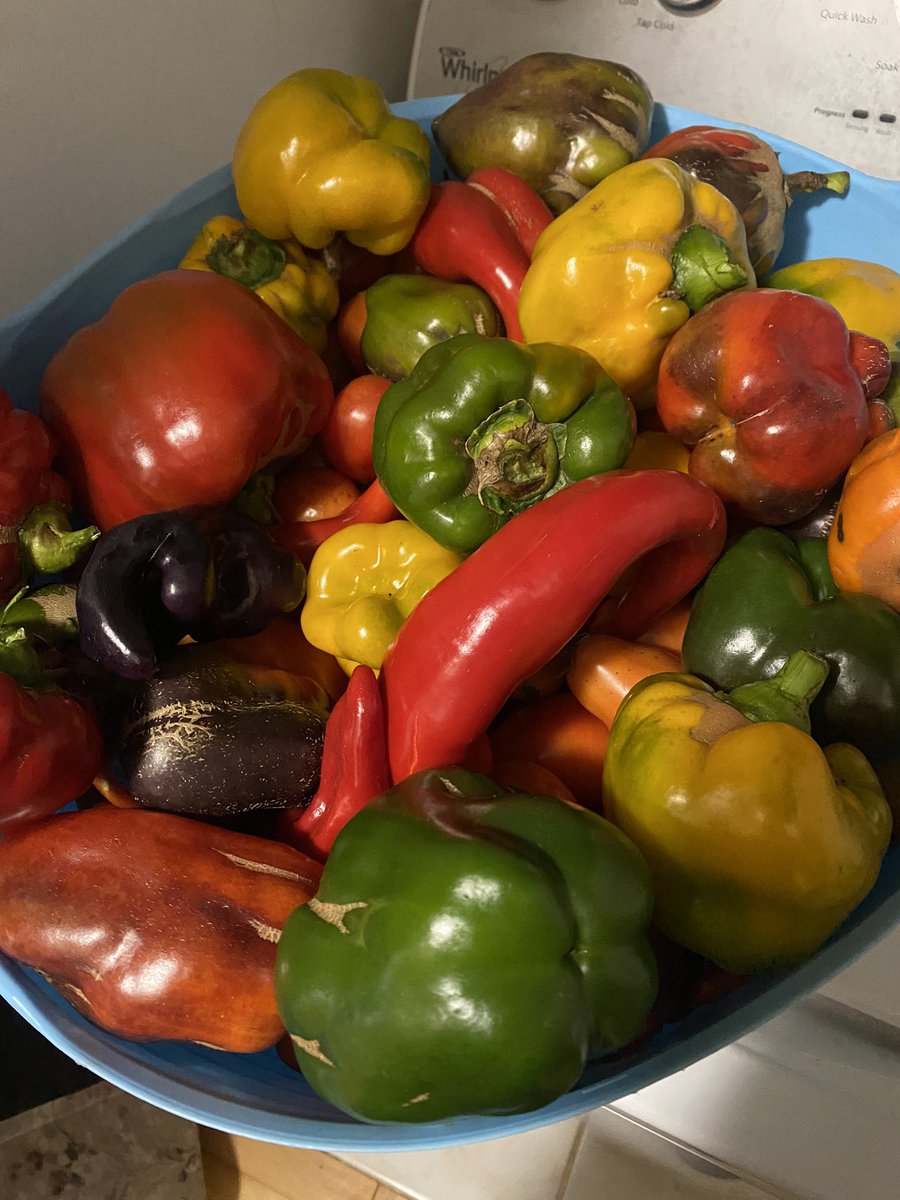 happilyhomegrow's tweet photo. Still getting some pretty colors from the peppers. #homestead #peppers #prettycolors https://t.co/OVCLUpZmRI