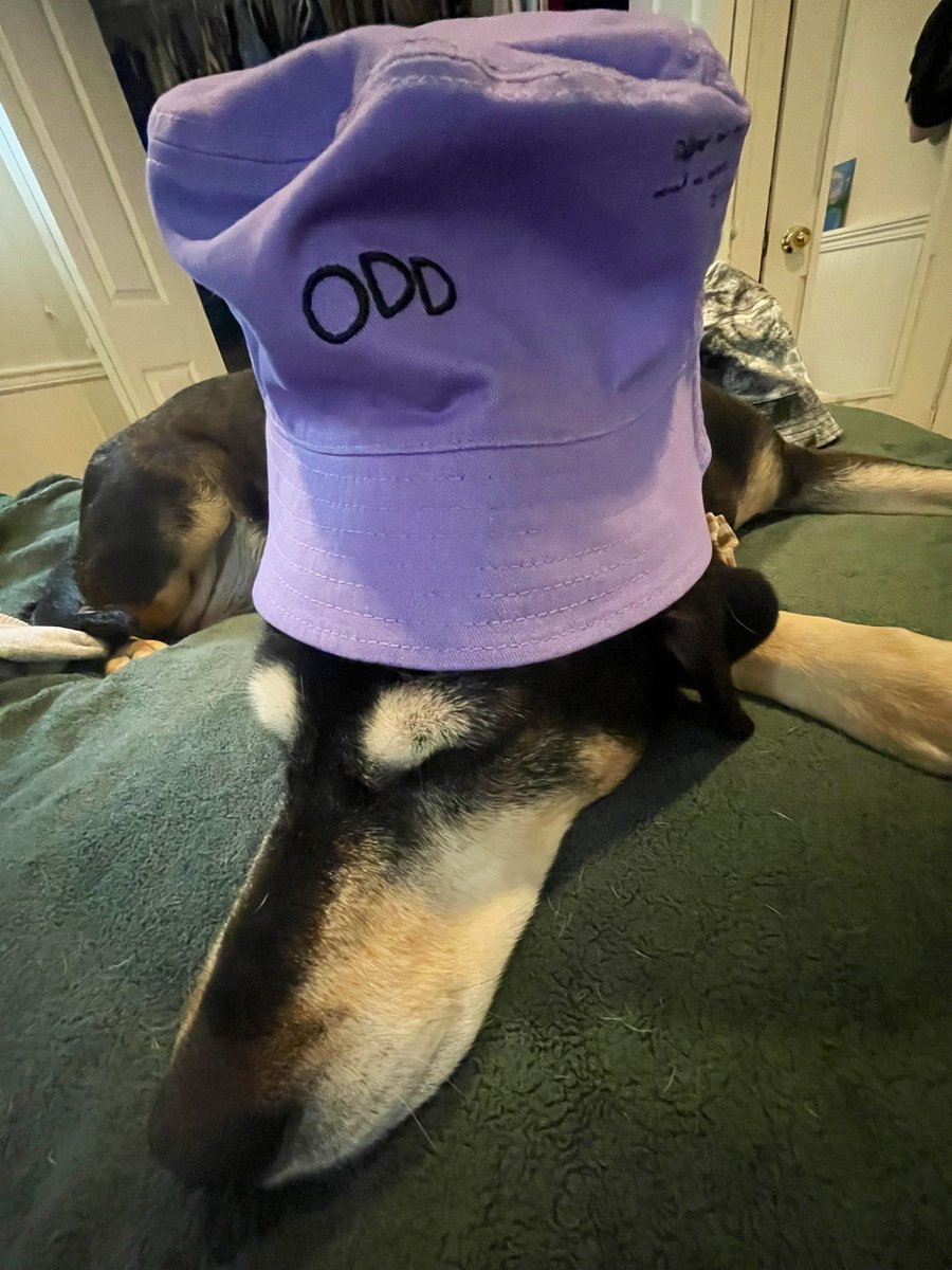 Doggo sporting that <a href="/oddstronauts/">Oddstronauts</a> Merch! 🧑‍🚀🔥
