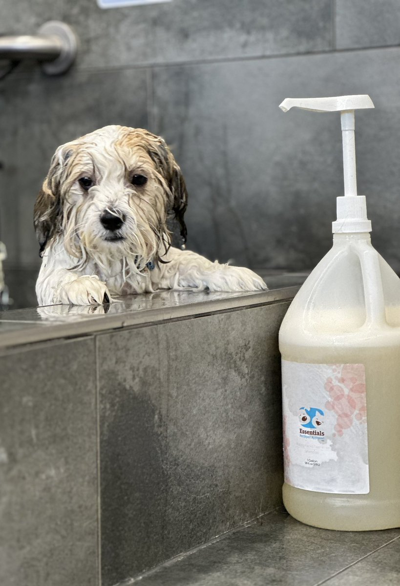 Getting wet and playing with bubbles is half the fun…right Brody?! 😃 🐶 🛀 🫧 
#cutecustomeralert #brody #cutepuppy #cleandog #dogwash #dogbath #dogsofinstagram #selfservedogwash #edmonton #yeg #yegdogs #northedmonton #petvalu #loveliveshere ❤️ 🐾 #dogsofx