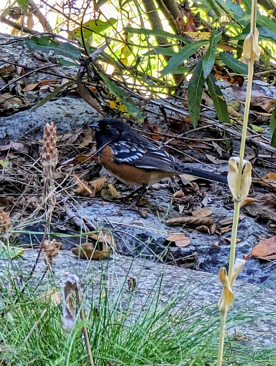 🎶'Cause I'm as free as a bird now And this bird you cannot change🎶 #LynyrdSkynyrd #SpottedTowhee #natureisbeautiful