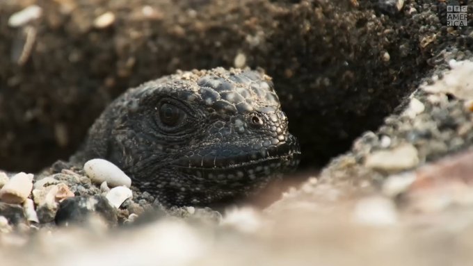 In this iconic clip from #PlanetEarth2, a den of snakes hunt a lone iguana hatchling.   For more nature<a href="/tag/planetearth2"class="tags">#PlanetEarth2</a><a href="/tag/planetearth3"class="tags"><span>#planetearth3</span></a>
