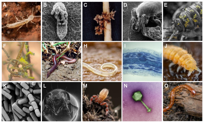 Hot off the press 💻🥳!! Our latest blog on Beneath our Feet is out! Mark Anthony @MAnthony02 discusses his latest paper finding that 59% +/- 15% of soil diversity is found in soil 🪱🐛🐜🦠🍄! The blog can be found here: globalsoilbiodiversity.org/blog-beneath-o…