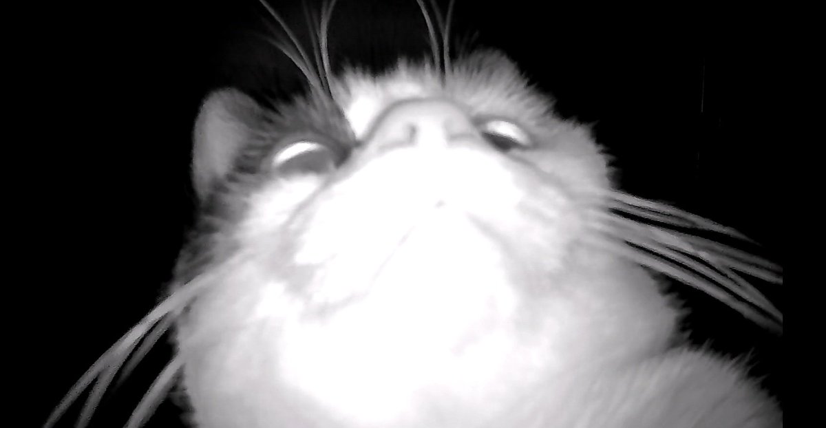 A year!! I've been gone a year!! I hope everyone is ok, I'm still me, forgetful, clumsy and still mums special boy 😸 
#helloagain