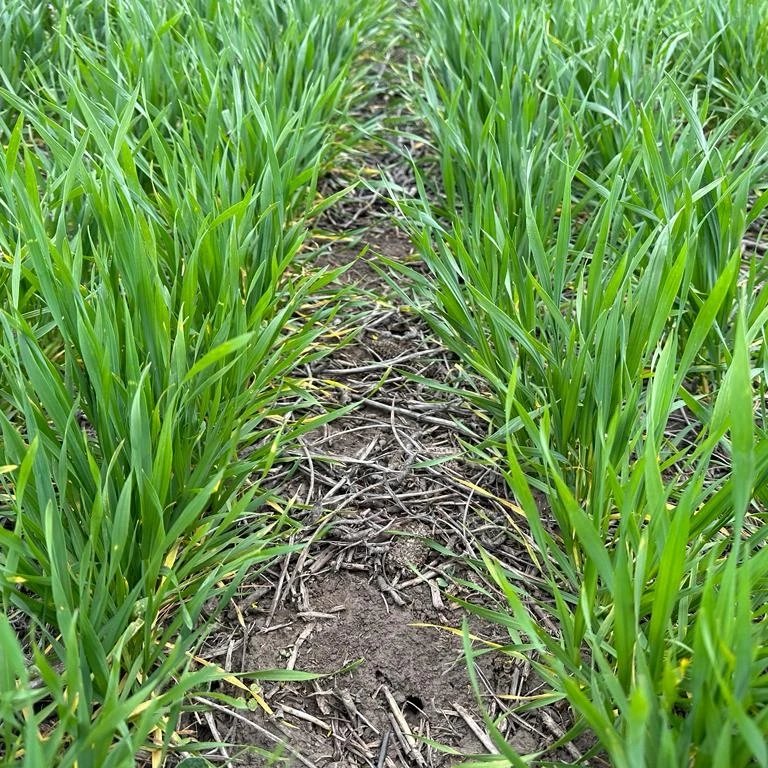 Recorrida de ensayos y lanzamiento del nuevo herbicida de Bayer: Mateno Plus🌾