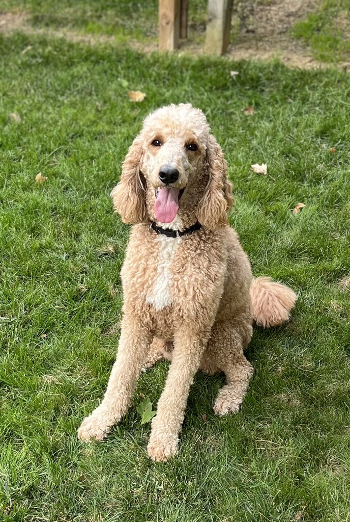 We have a visitor for a month -
Dressel will be training in <a href="/Milford_Schools/">Milford Schools</a>. We are happy to help further your training.
Thank you <a href="/circletail/">Circle Tail, Inc.</a> for trusting us.