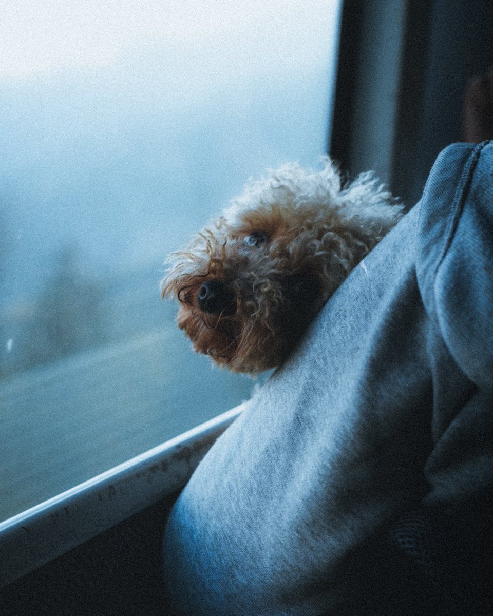 Making cute friends in cable cars 🚡 

#dolomites