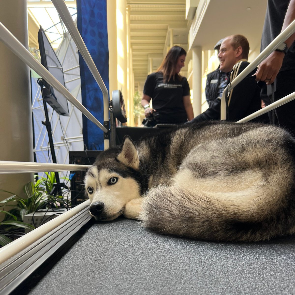 staarconference's tweet photo. STAAR was whirlwind smashing success and we couldn't be happier about being able to bring this Conference back! The feedback was phenomenal and we are so grateful to be part of such a stellar community (pun intended!) @thehuskymoon
#staarconference #caninerehab #caninept #dogpt https://t.co/P0OCX9QmdQ