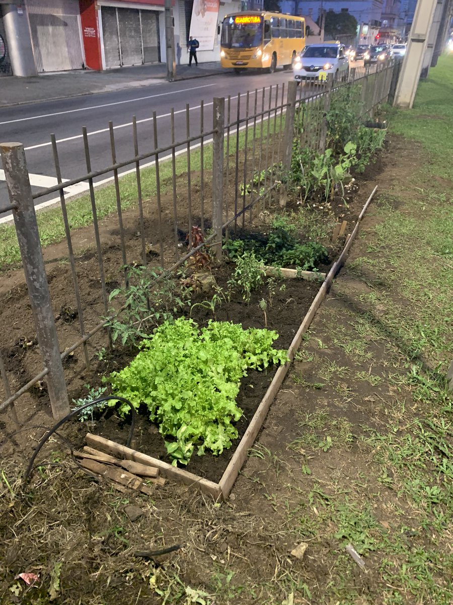 cvmolina's tweet photo. Mientras tanto en las calles de Curitiba. #lechuga para todos https://t.co/T4KTqBRf06