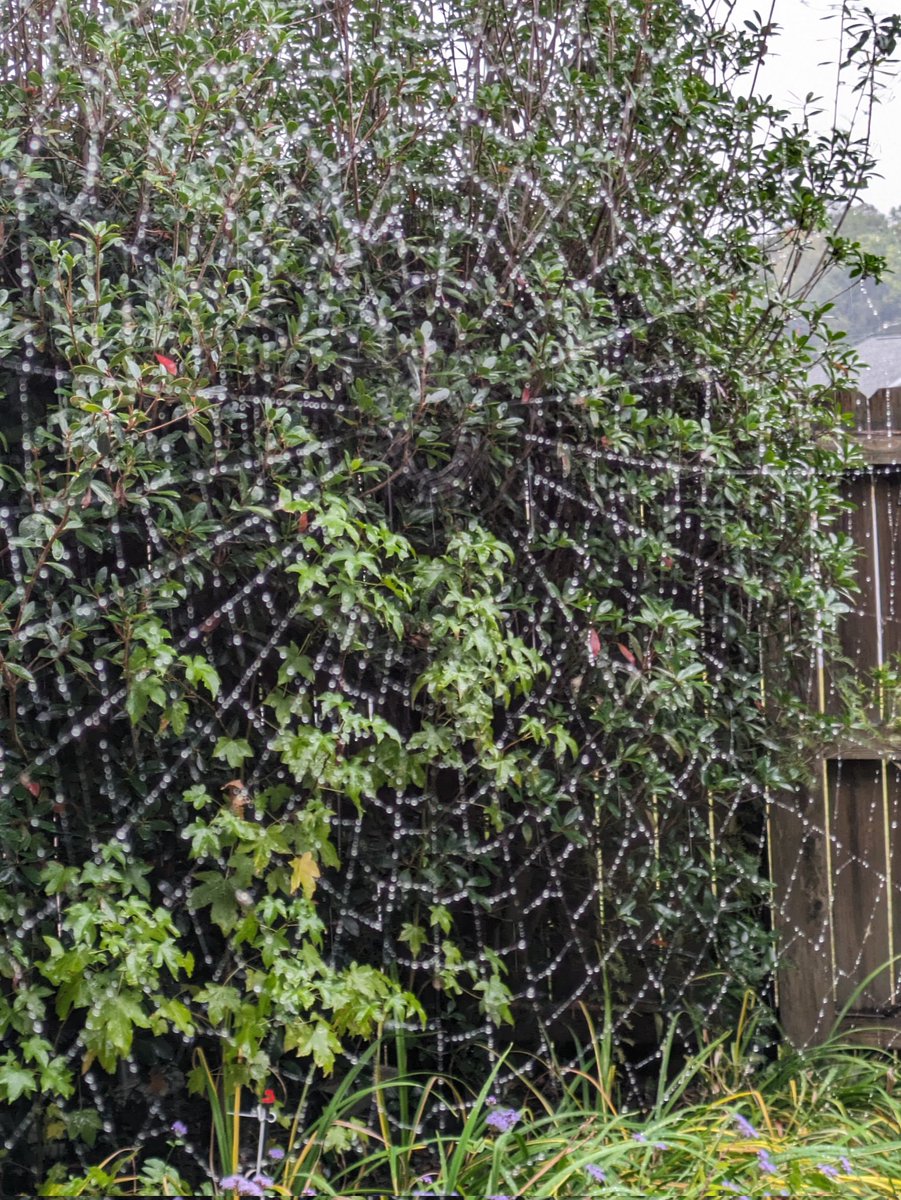 Impressive spider web in the rain.