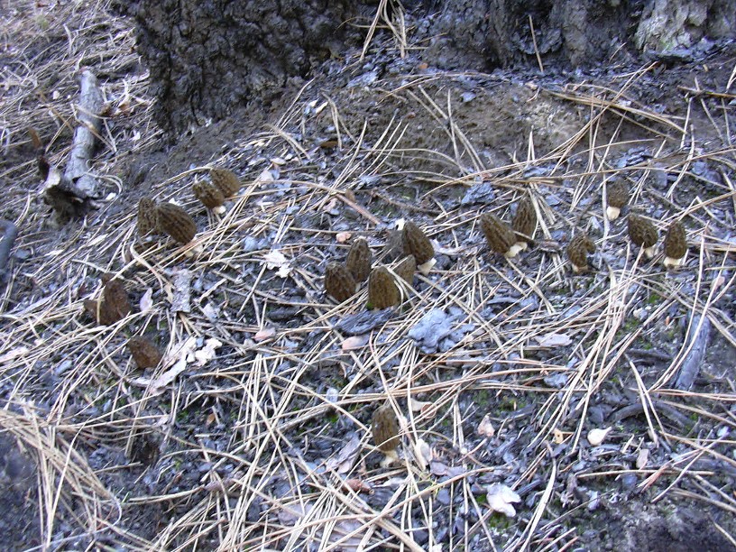 salmonchallisnf's tweet photo. #MooseFire The mushroom season in the Moose Fire is over for 2023 & final permit sales & free permit numbers are in!
Commercial Charge Permits:
Gallons: 15,810
Permits: 282
Personal Charge Permits:
Gallons: 320
Permits: 10
Personal Free Permits:
Gallons: 483
📸BNF https://t.co/Cd6VieL0eU