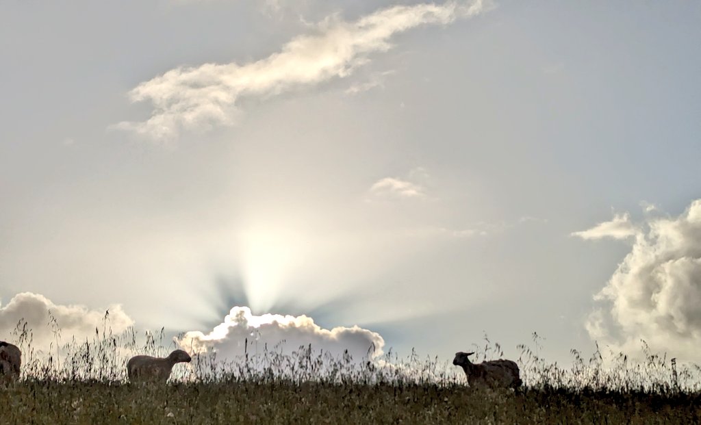 Shayne Calliss tweet media